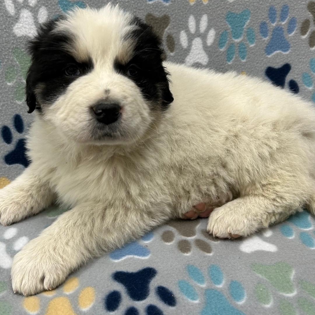 Adele, adopted, Puppy Female Great Pyrenees & Bernese Mountain Dog.