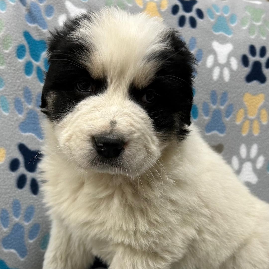 Enlarge Adele, an adopted mixed breed in Bartonsville, PA image 2/5