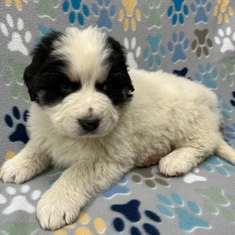 Enlarge Adele, an adopted mixed breed in Bartonsville, PA image 4/5