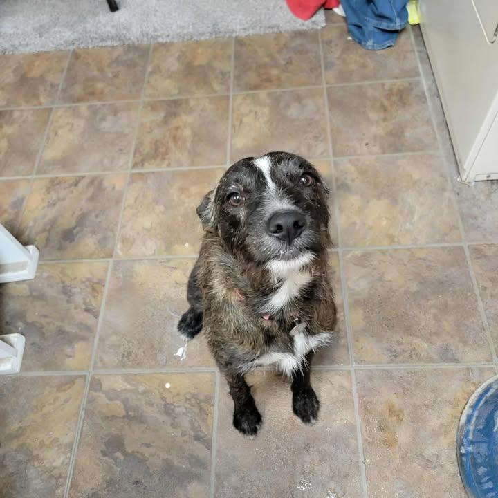 Piper, Adopted, Adult Female Wirehaired Terrier.