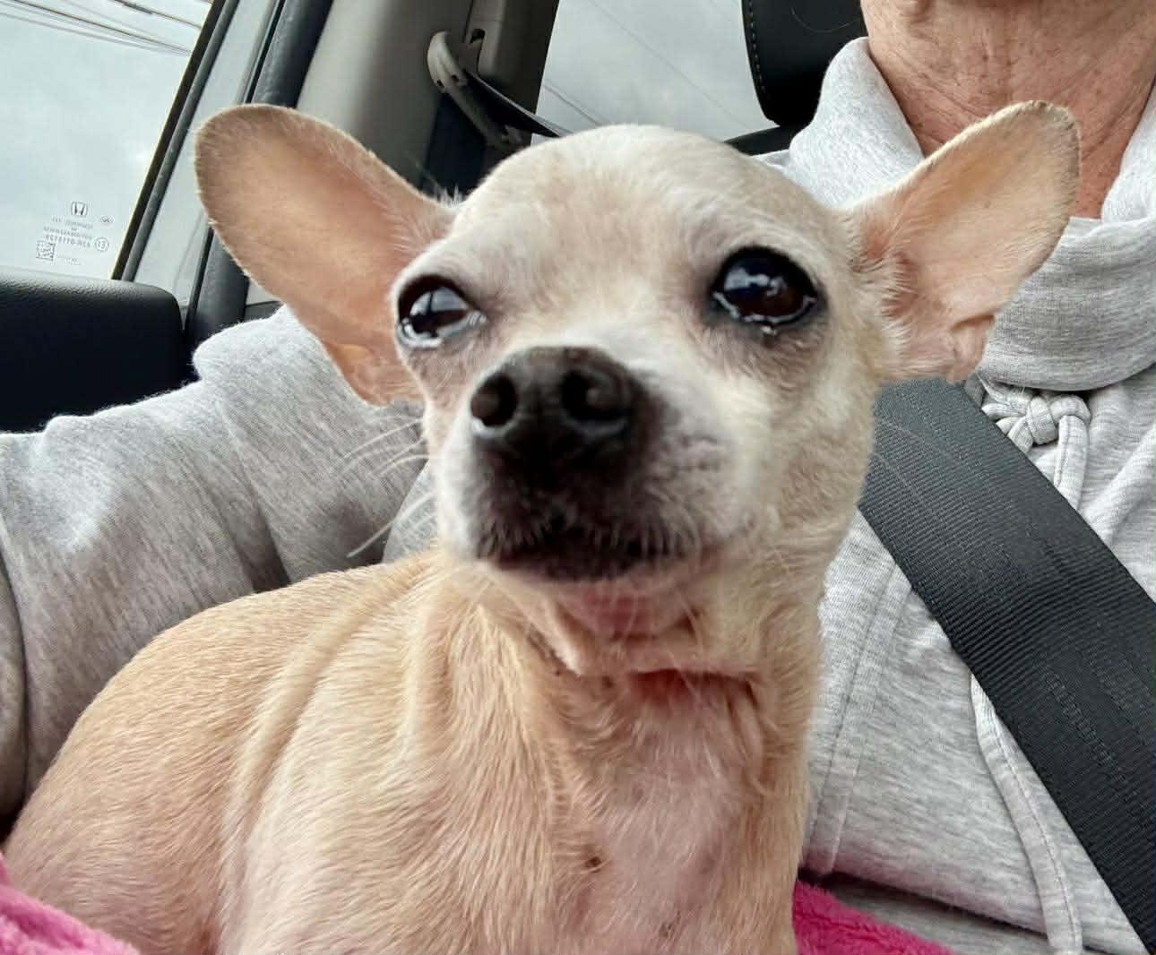 Enlarge Mickey, a Adopted Chihuahua in Austin, TX image 1/6