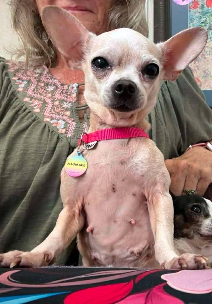 Enlarge Mickey, a Adopted Chihuahua in Austin, TX image 2/6