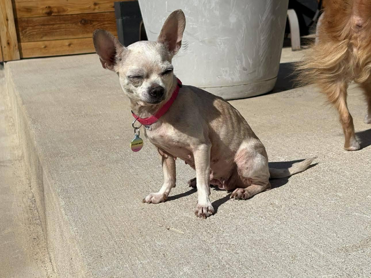 Enlarge Mickey, a Adopted Chihuahua in Austin, TX image 3/6