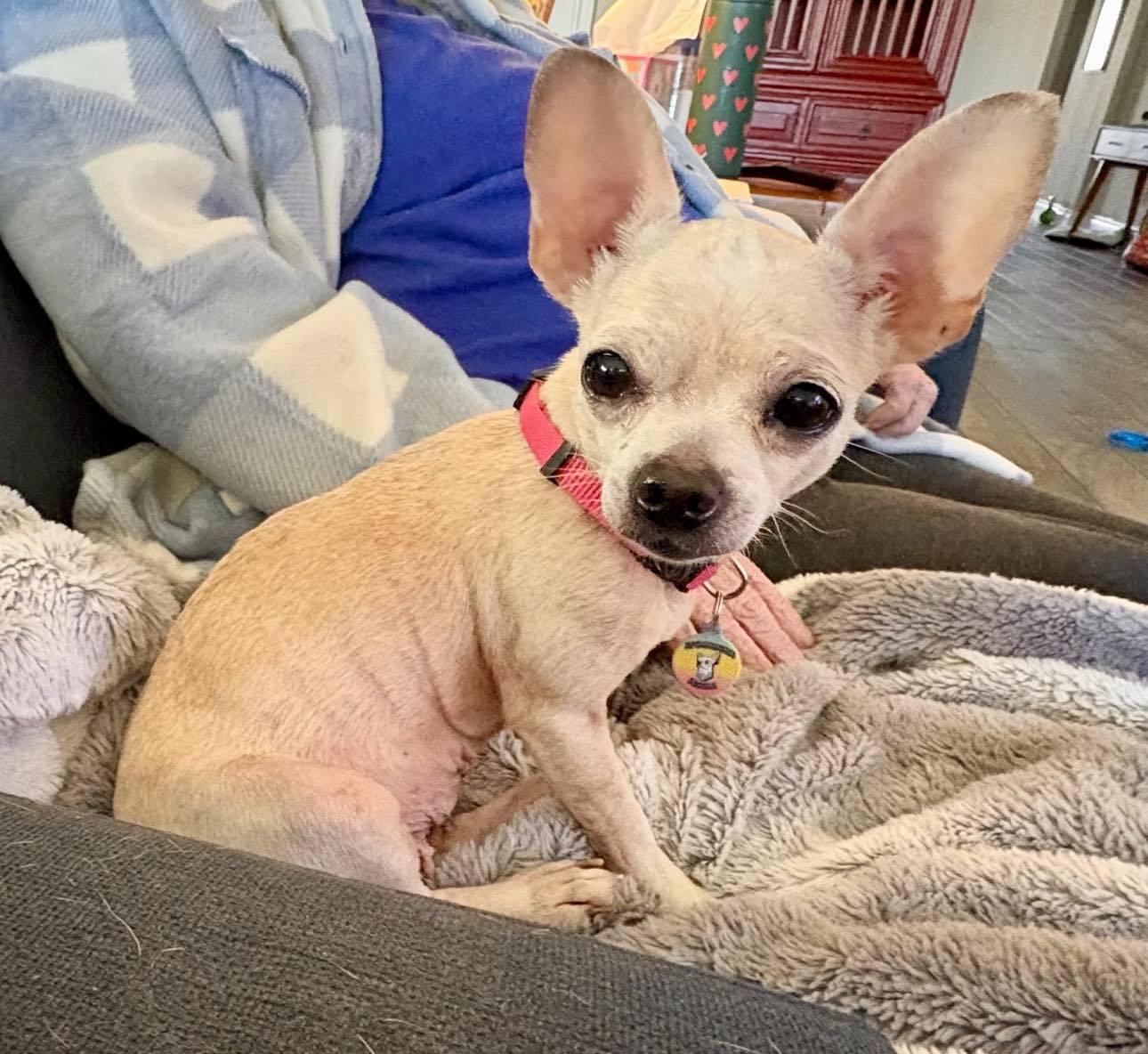 Enlarge Mickey, a Adopted Chihuahua in Austin, TX image 4/6