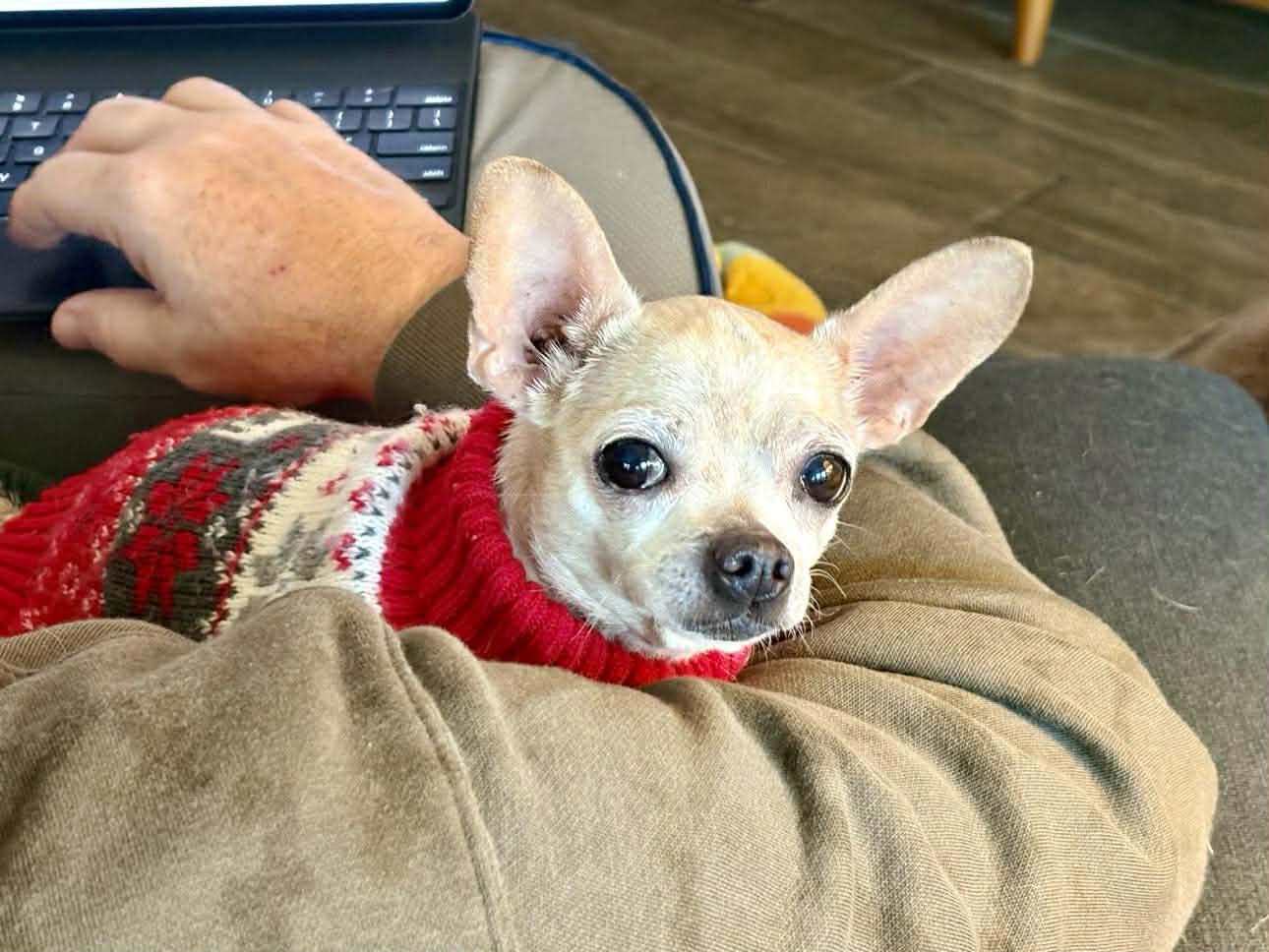 Enlarge Mickey, a Adopted Chihuahua in Austin, TX image 5/6