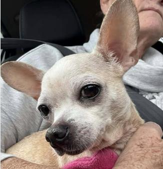 Enlarge Mickey, a Adopted Chihuahua in Austin, TX image 6/6