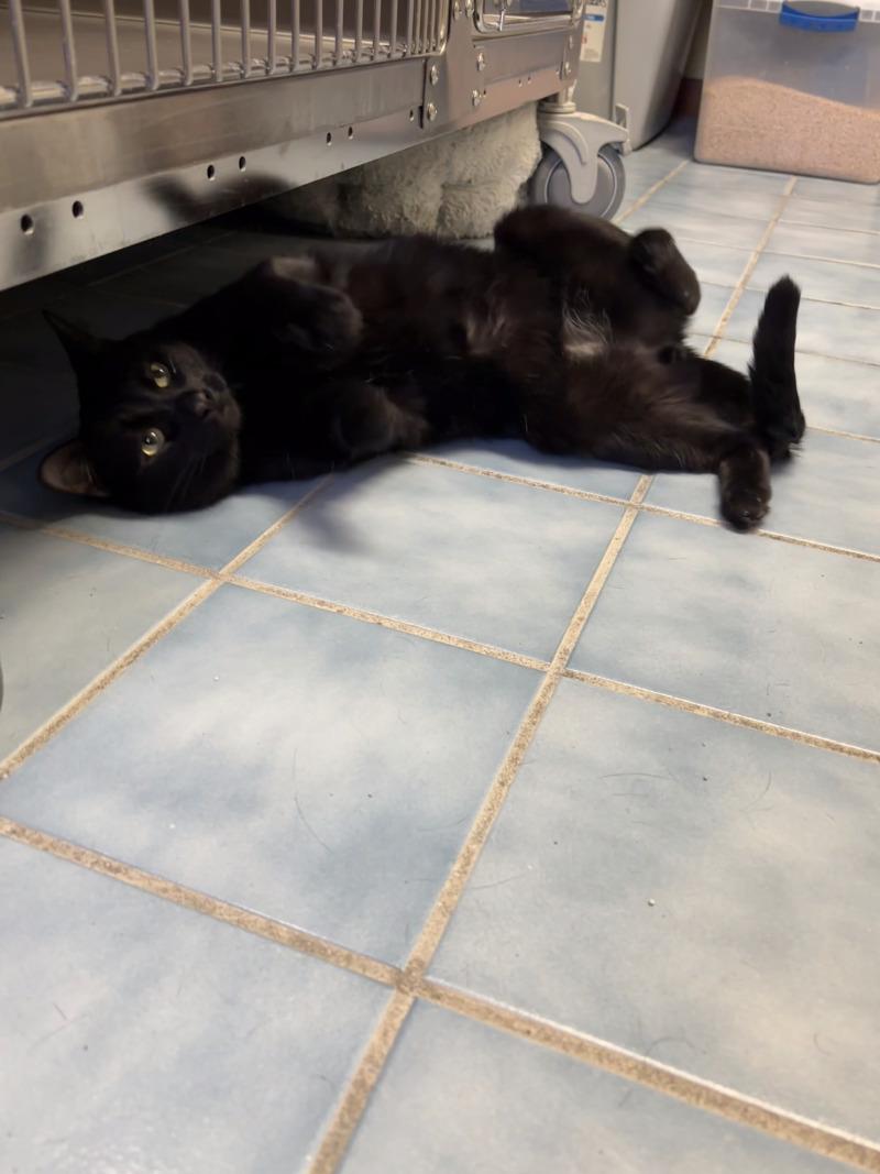 Michael, Adoptable, Adult Male Domestic Short Hair.