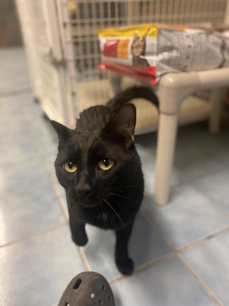 Enlarge Michael, a Adoptable Domestic Short Hair in Cortland, NY image 2/6