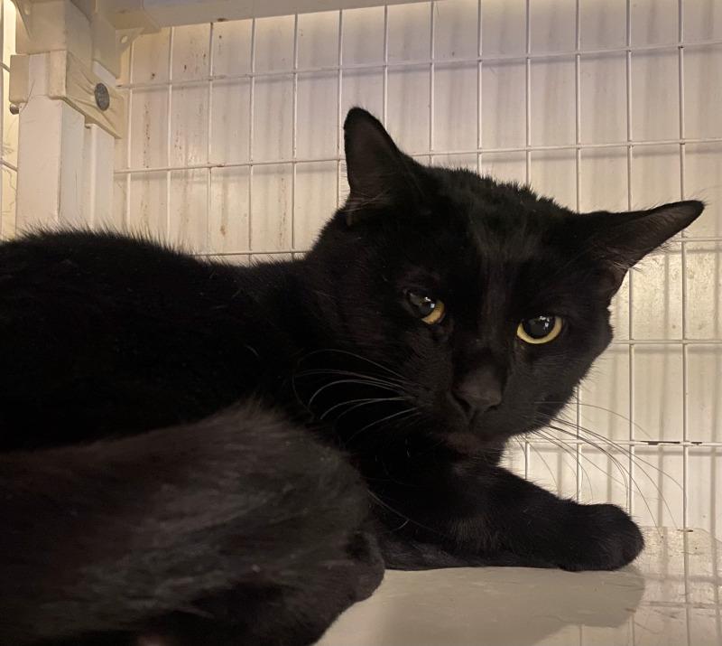 Michael, Adoptable, Adult Male Domestic Short Hair.