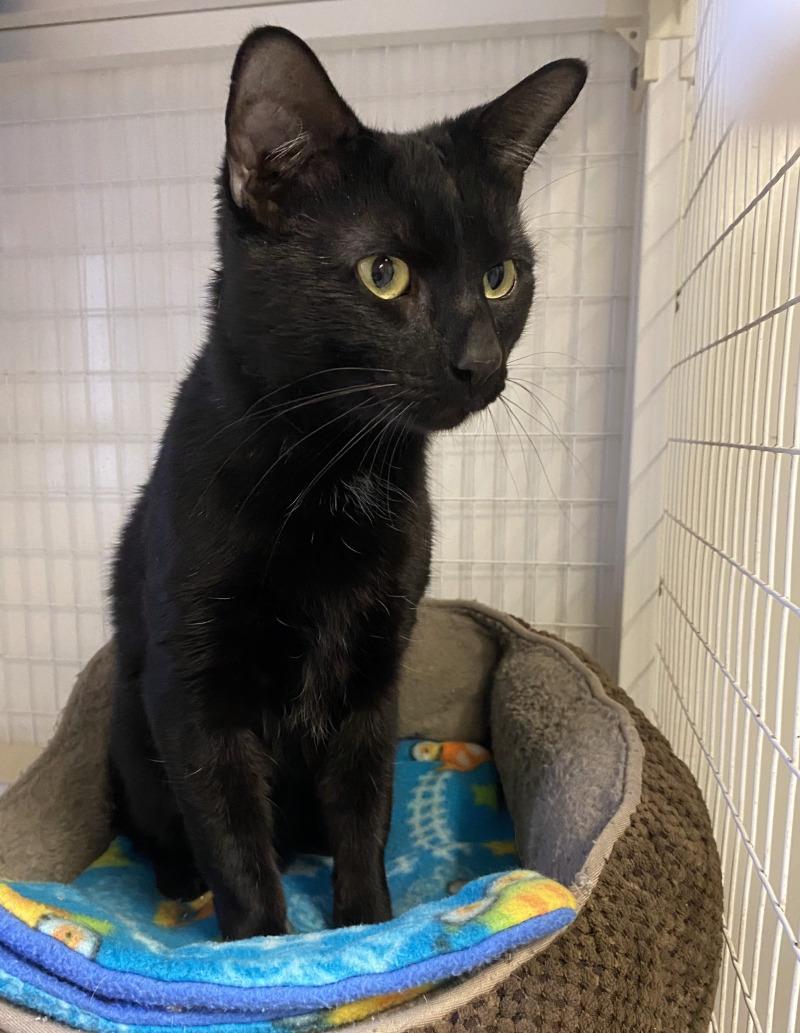 Enlarge Michael, a Adoptable Domestic Short Hair in Cortland, NY image 4/6