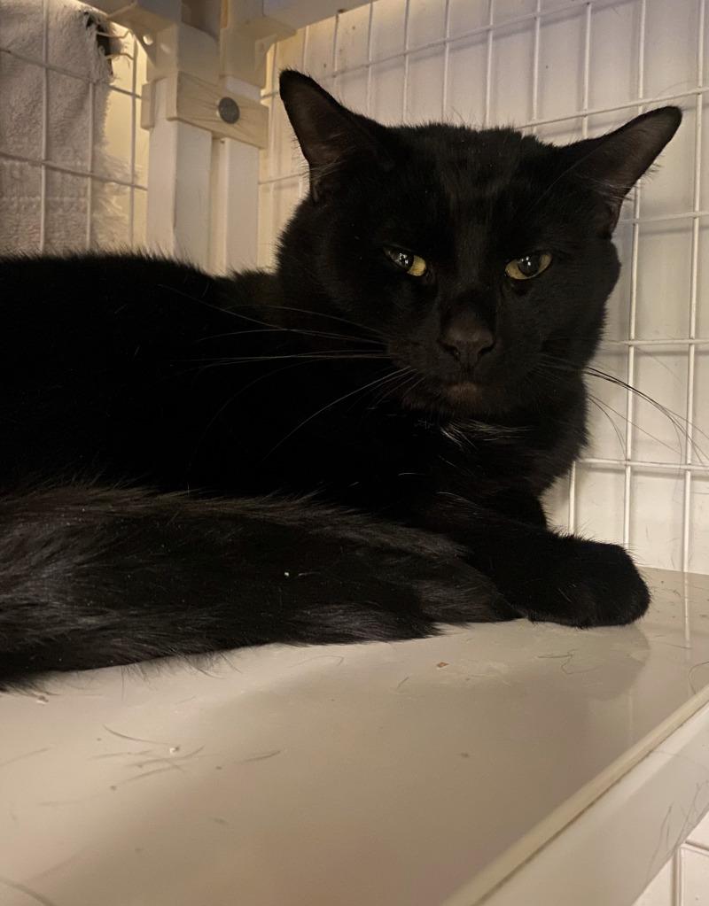 Enlarge Michael, a Adoptable Domestic Short Hair in Cortland, NY image 3/3