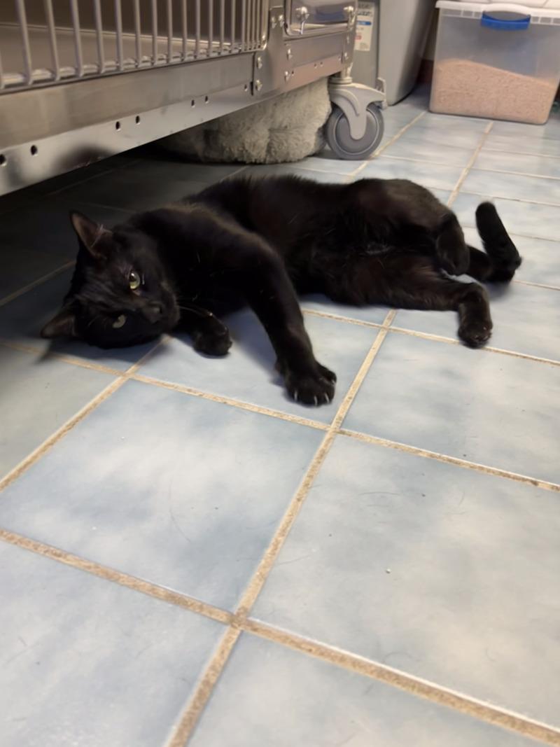 Enlarge Michael, a Adoptable Domestic Short Hair in Cortland, NY image 5/6