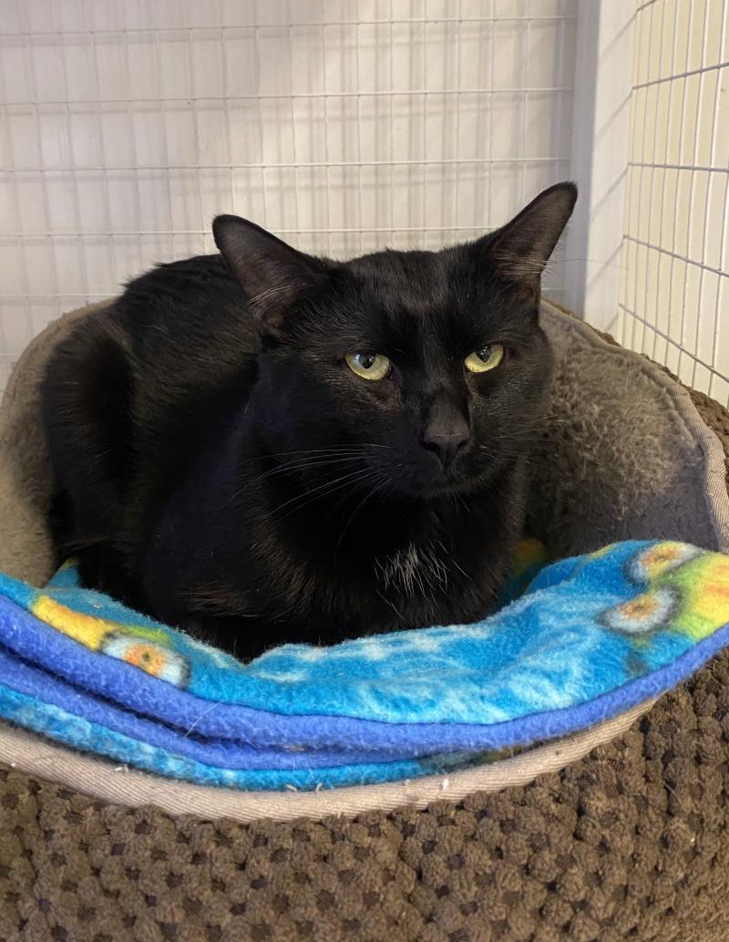 Enlarge Michael, a Adoptable Domestic Short Hair in Cortland, NY image 6/6