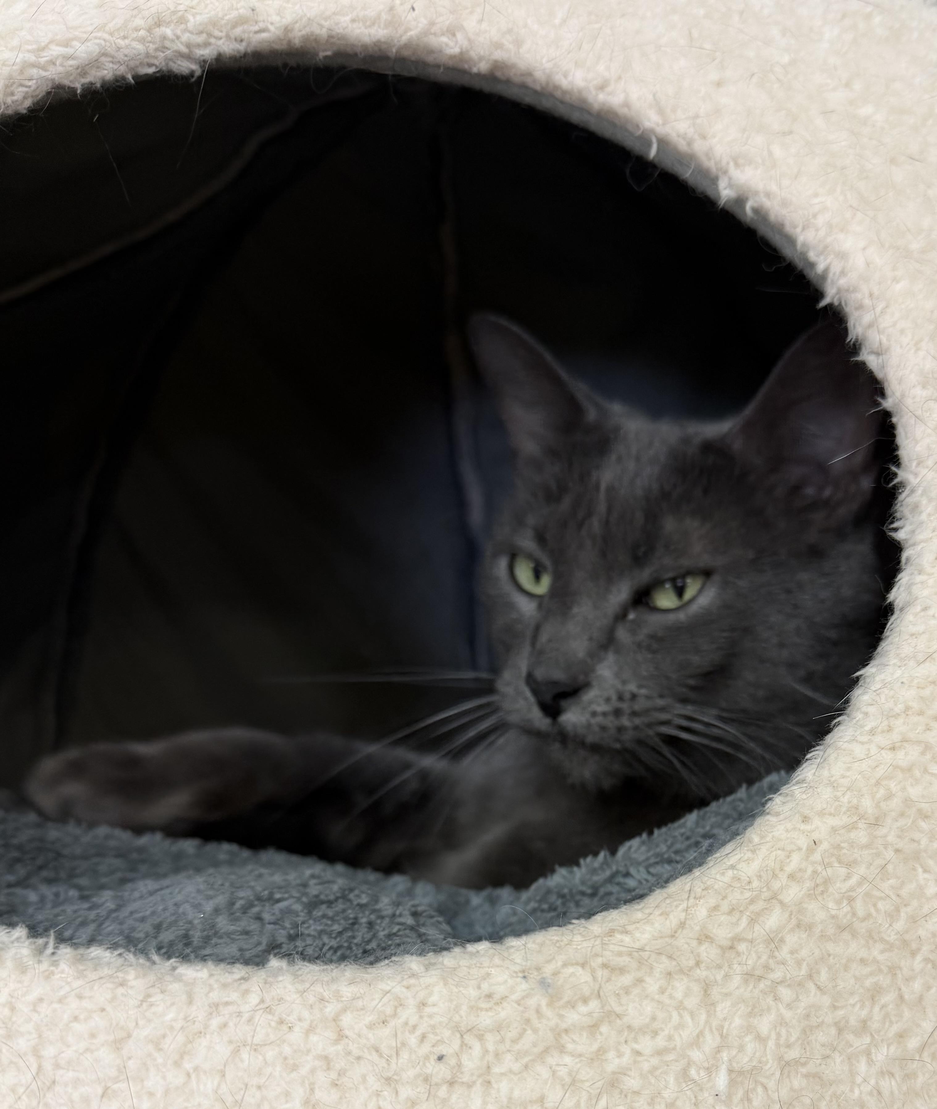 Jupiter and Kylo, a hold mixed breed in Salem, NH image 2/3