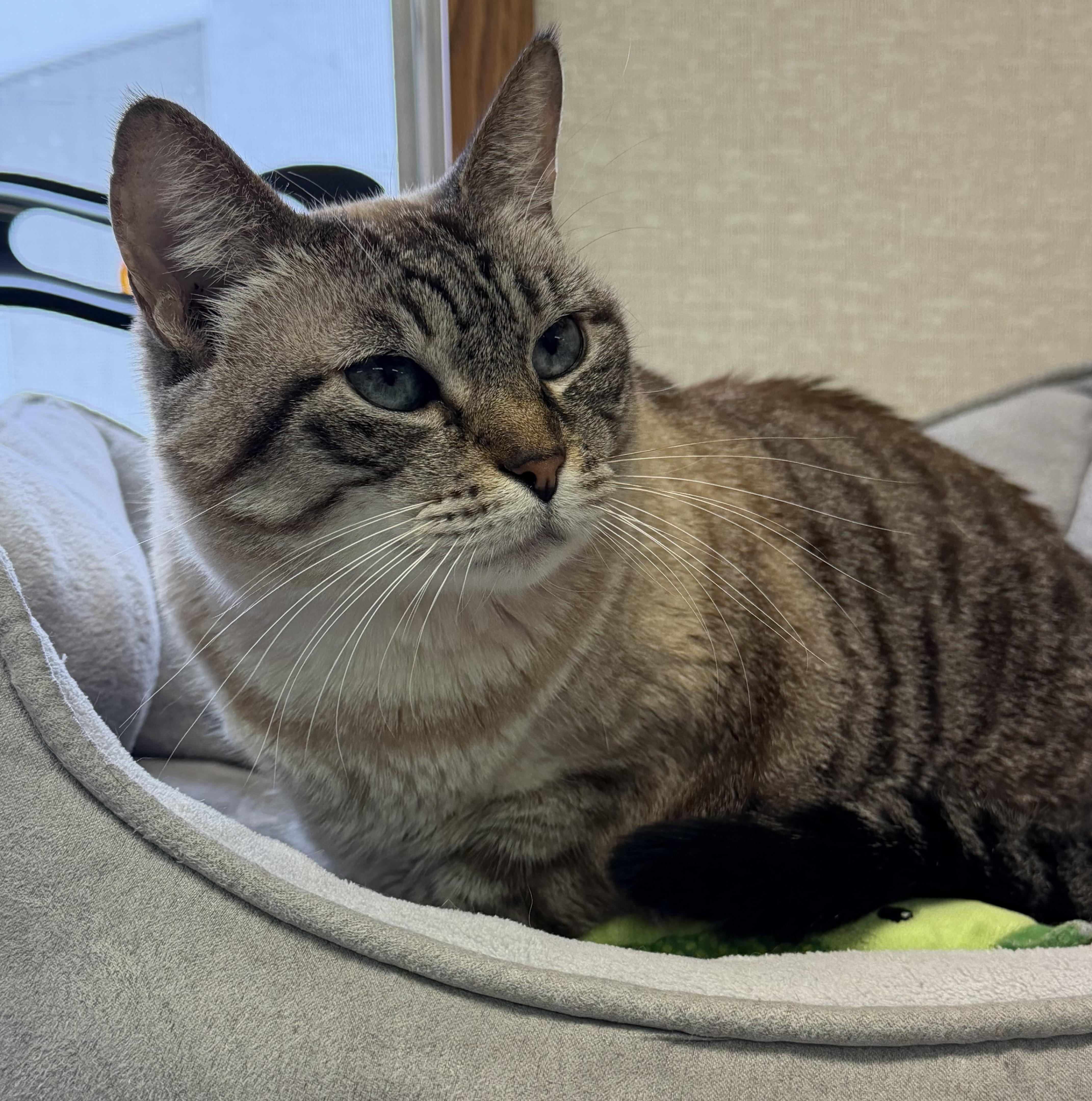 Jupiter and Kylo, a hold mixed breed in Salem, NH image 3/3