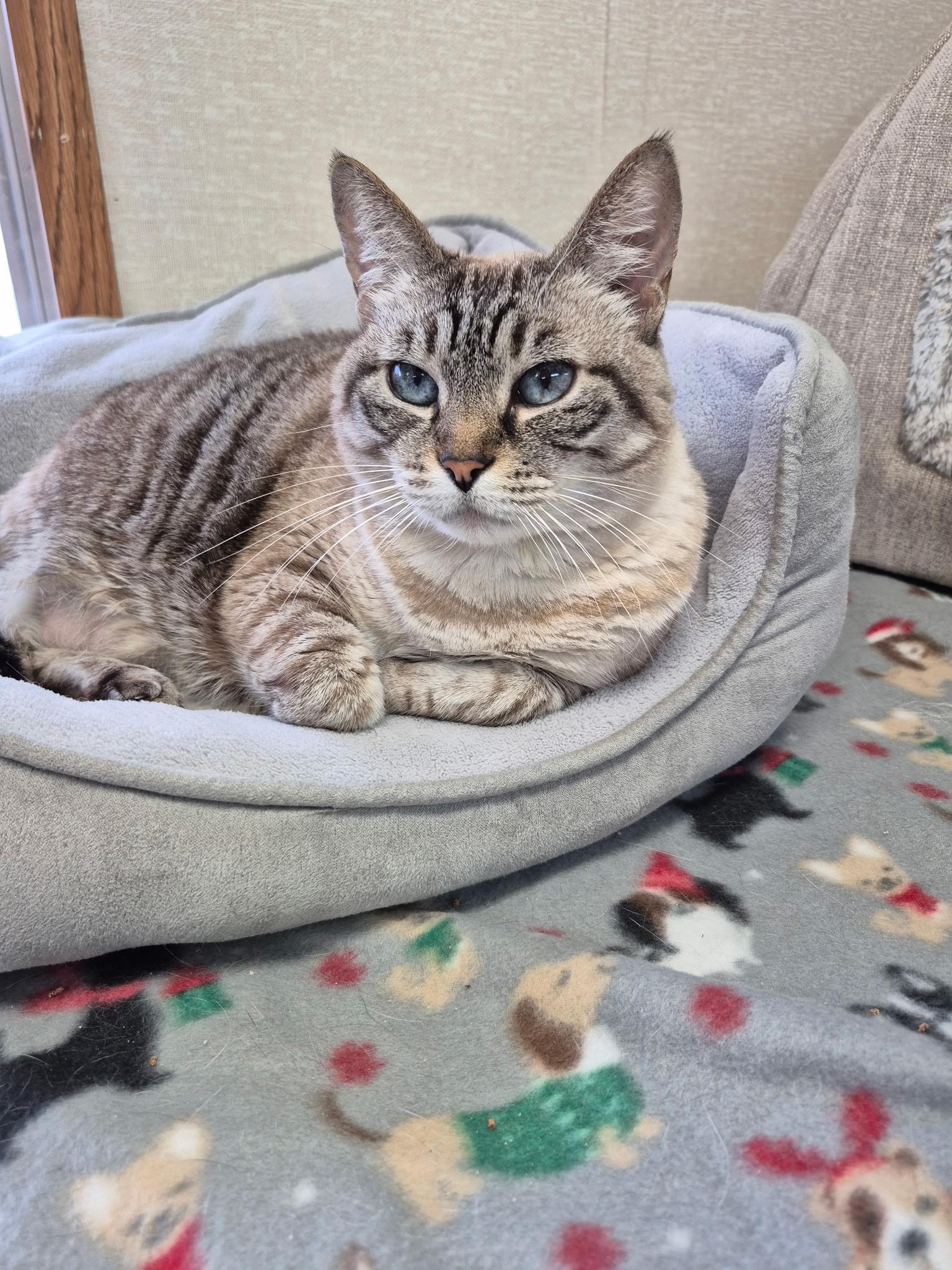 Jupiter and Kylo, a hold mixed breed in Salem, NH image 1/3