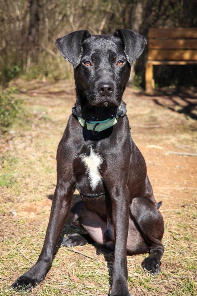 Diggy, Adoptable, Young Male Mixed Breed.