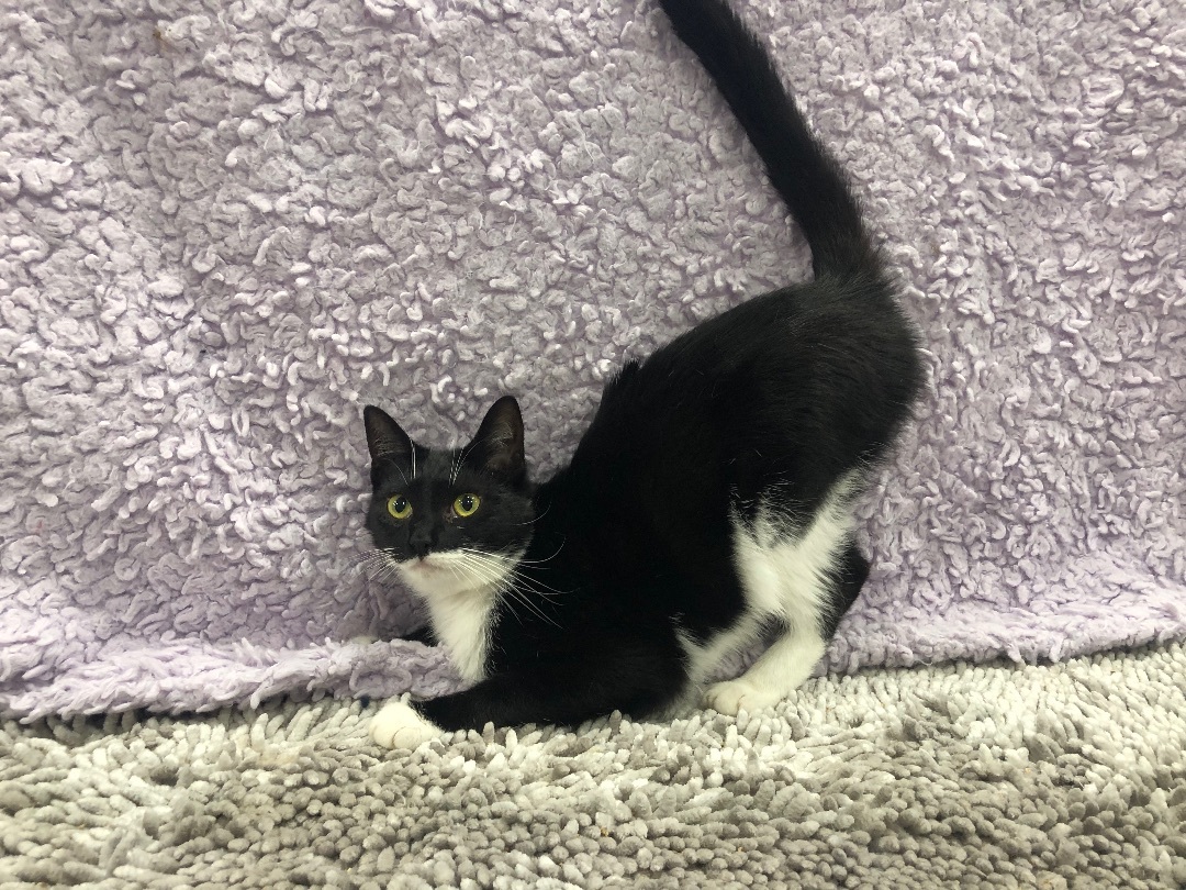 Enlarge Teddie, a Adoptable Tuxedo in Jesup, GA image 1/2