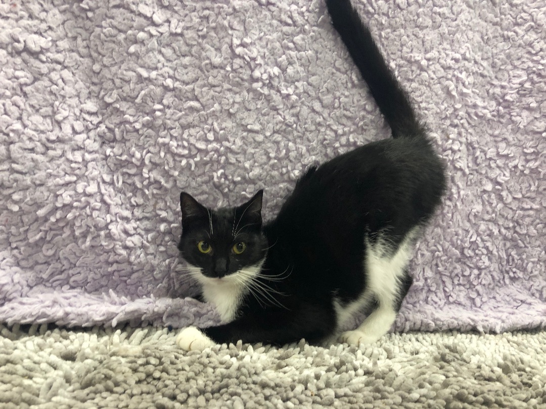 Enlarge Teddie, a Adoptable Tuxedo in Jesup, GA image 2/2