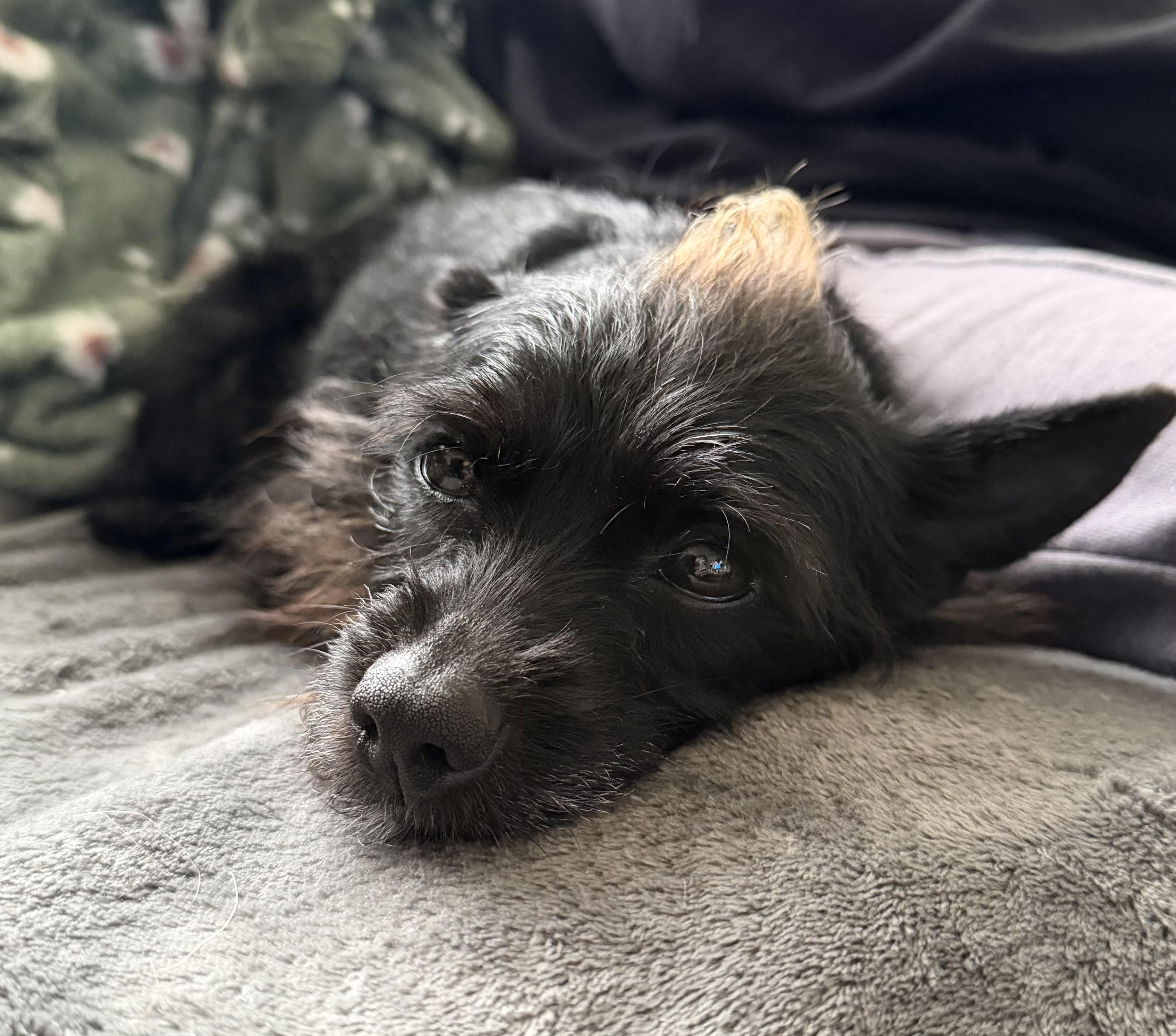 Cali, Adoptable, Adult Female Yorkshire Terrier & Miniature Poodle.