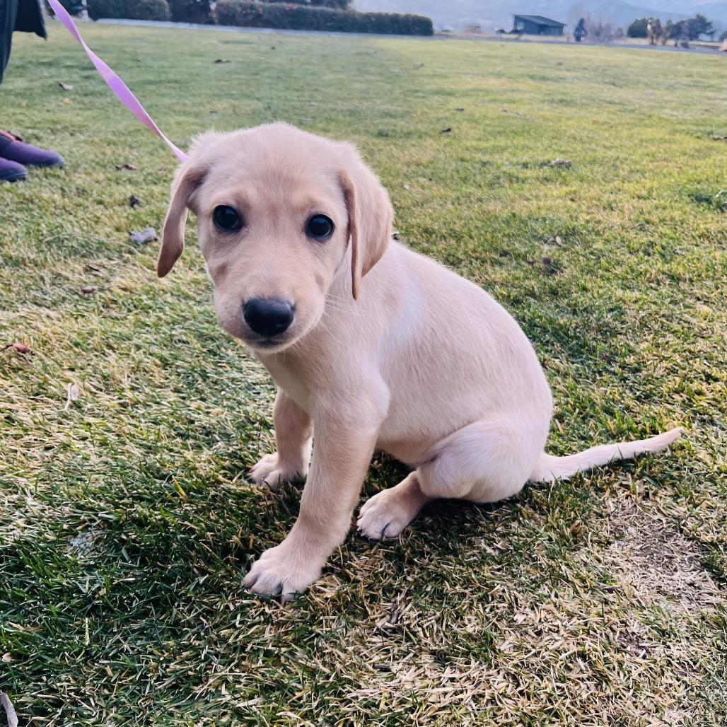Enlarge Sadie, a Adoptable Yellow Labrador Retriever in Cashmere, WA image 1/3