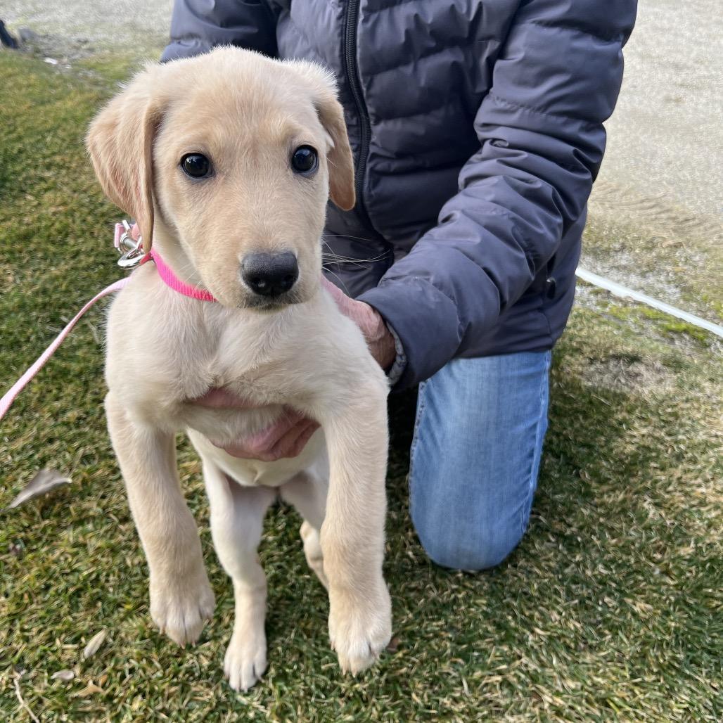 Enlarge Sadie, a Adoptable Yellow Labrador Retriever in Cashmere, WA image 3/3