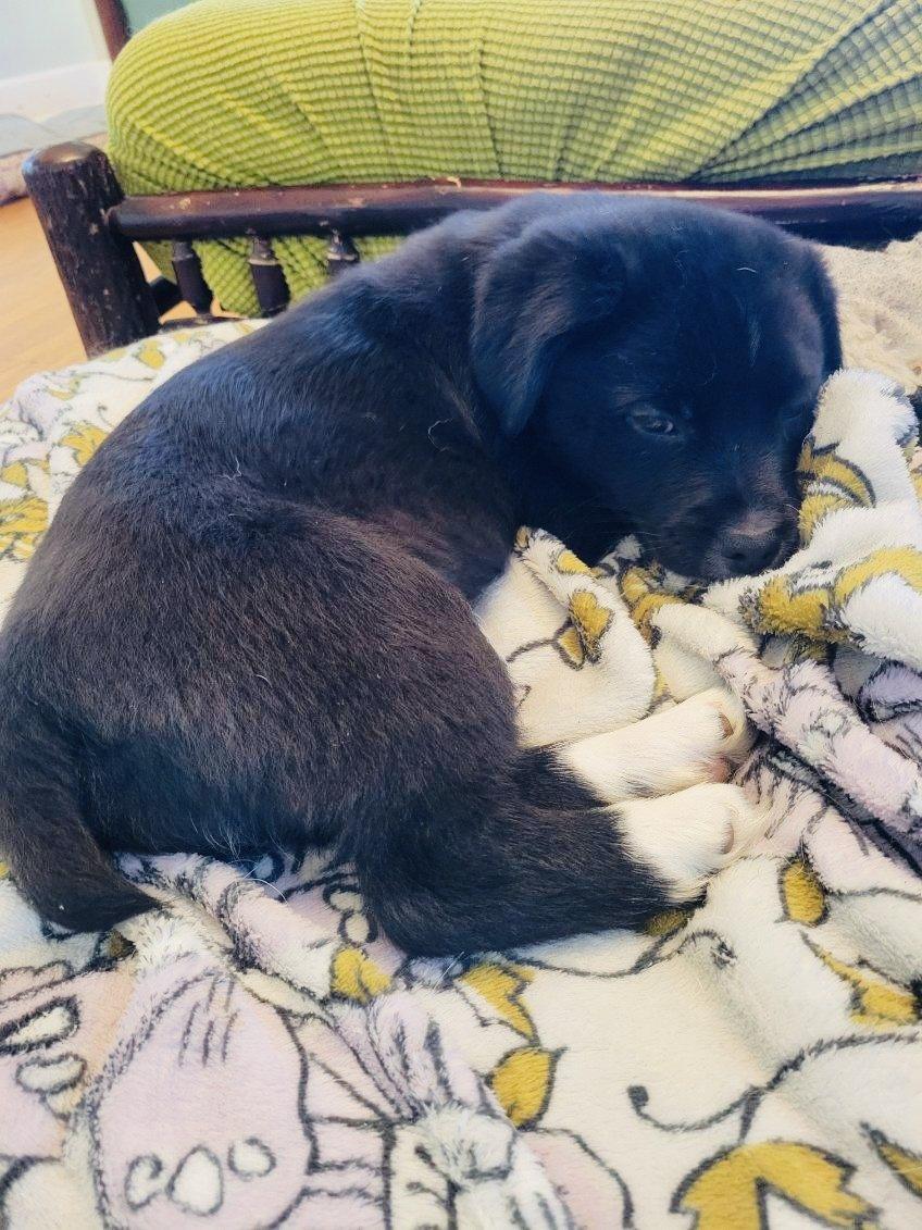 Enlarge ETHEL, a Adoptable mixed breed in Cincinnati, OH image 2/2