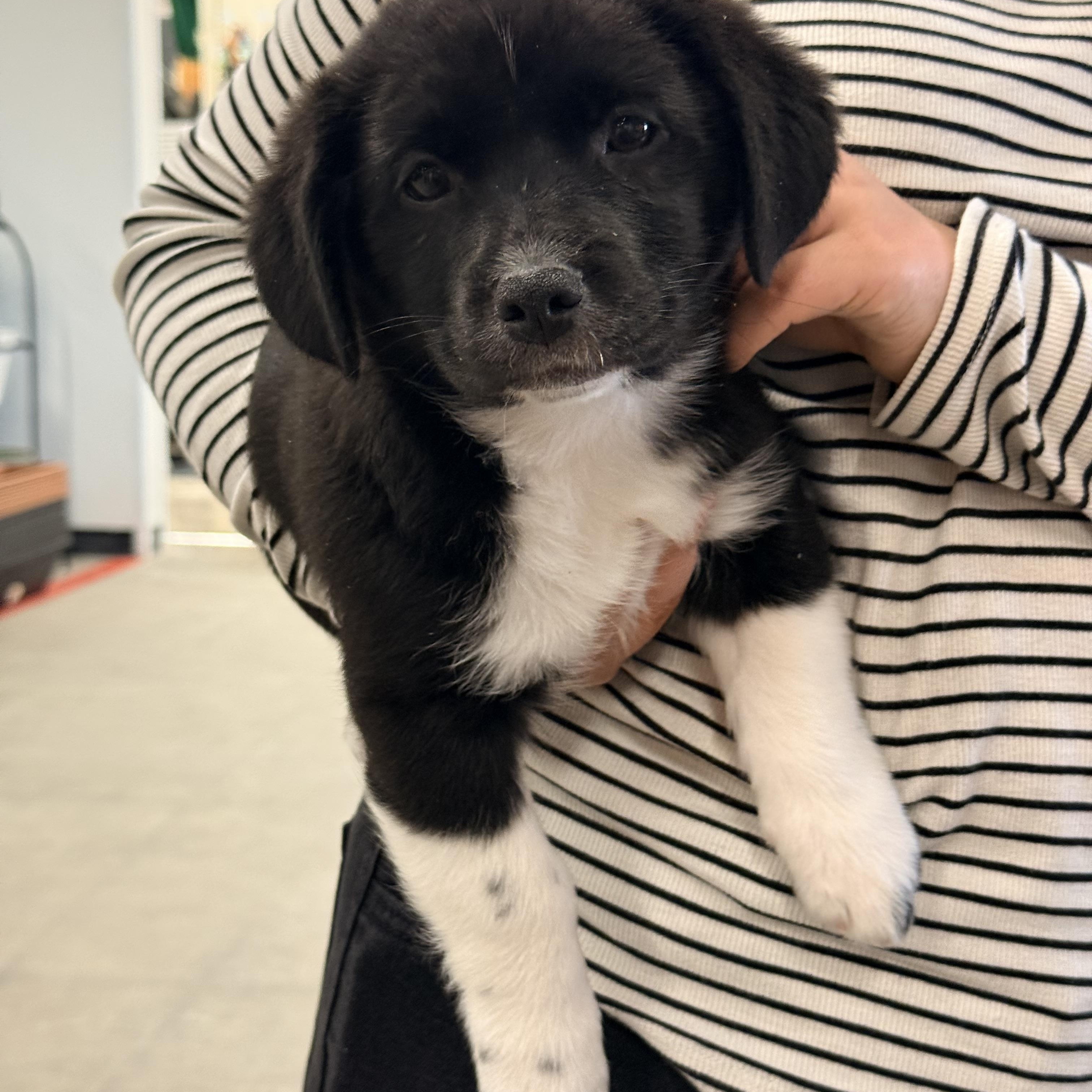 ETHEL, Adoptable, Puppy Female Mixed Breed.