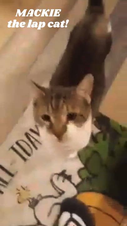 Enlarge Mackie-the lap cat!, a Adoptable Domestic Short Hair in Bloomfield, NJ video 4/5