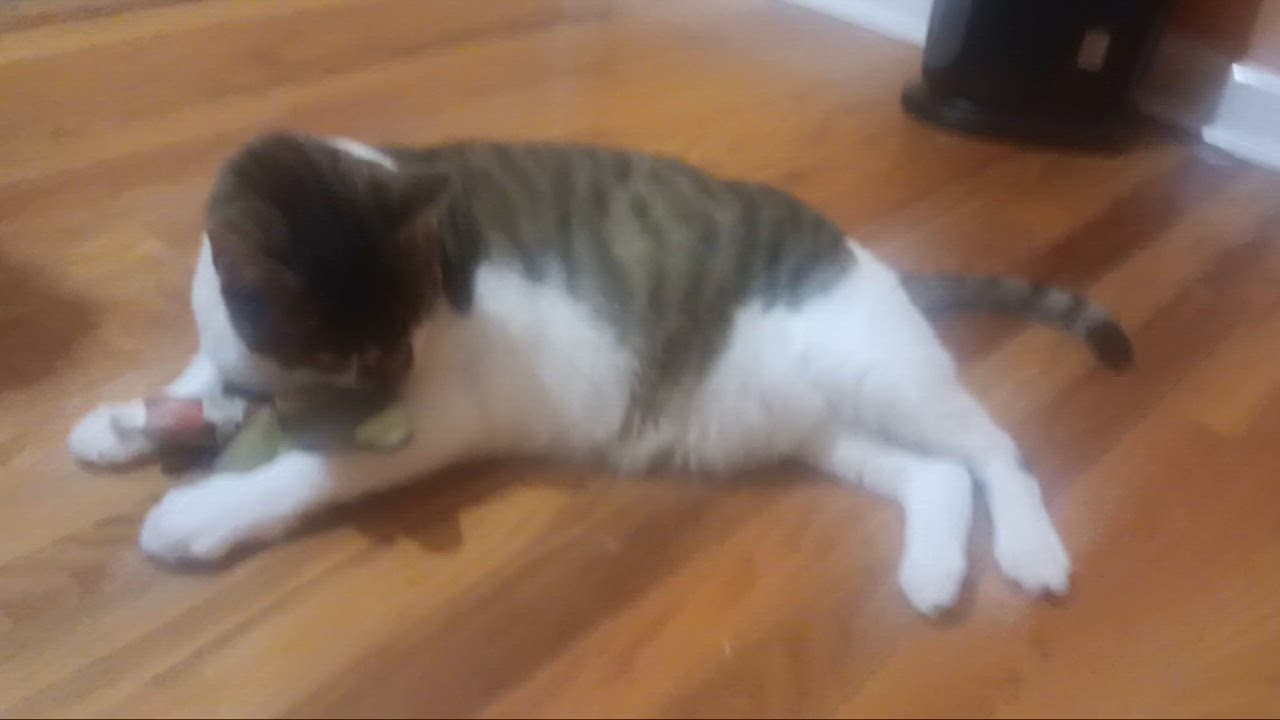 Enlarge Mackie-the lap cat!, a Adoptable Domestic Short Hair in Bloomfield, NJ video 2/5