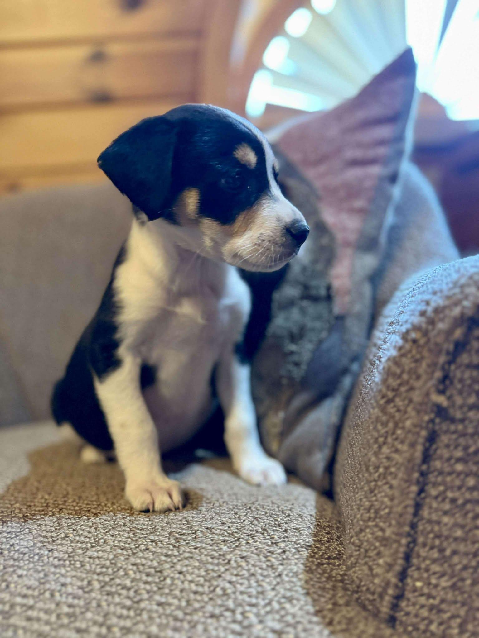 Enlarge Tina, an adopted mixed breed in Smithfield, RI image 4/5