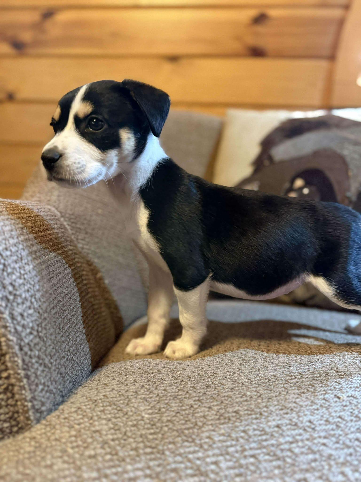 Enlarge Tina, an adopted mixed breed in Smithfield, RI image 5/5