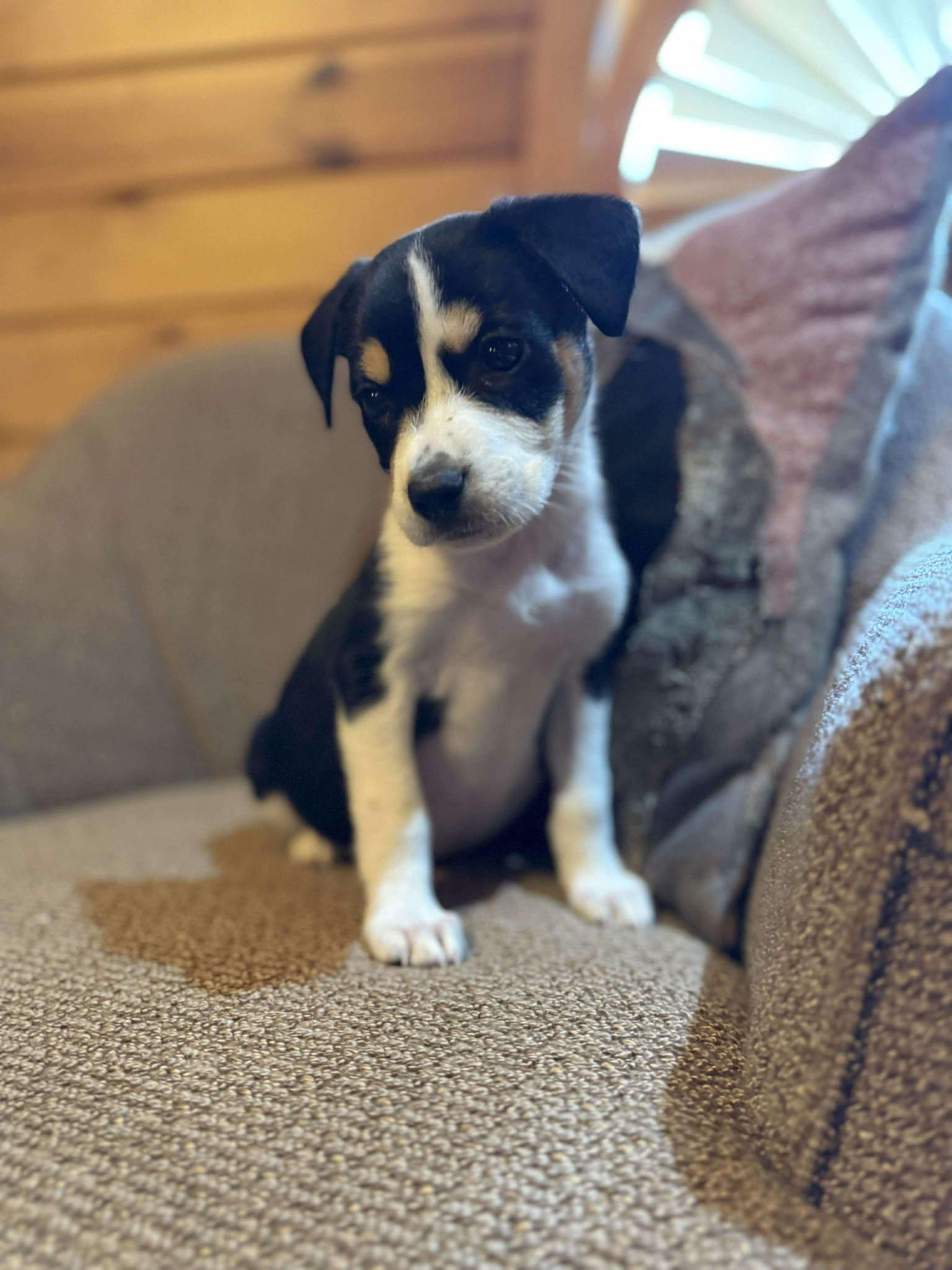 Enlarge Tina, an adopted mixed breed in Smithfield, RI image 2/5