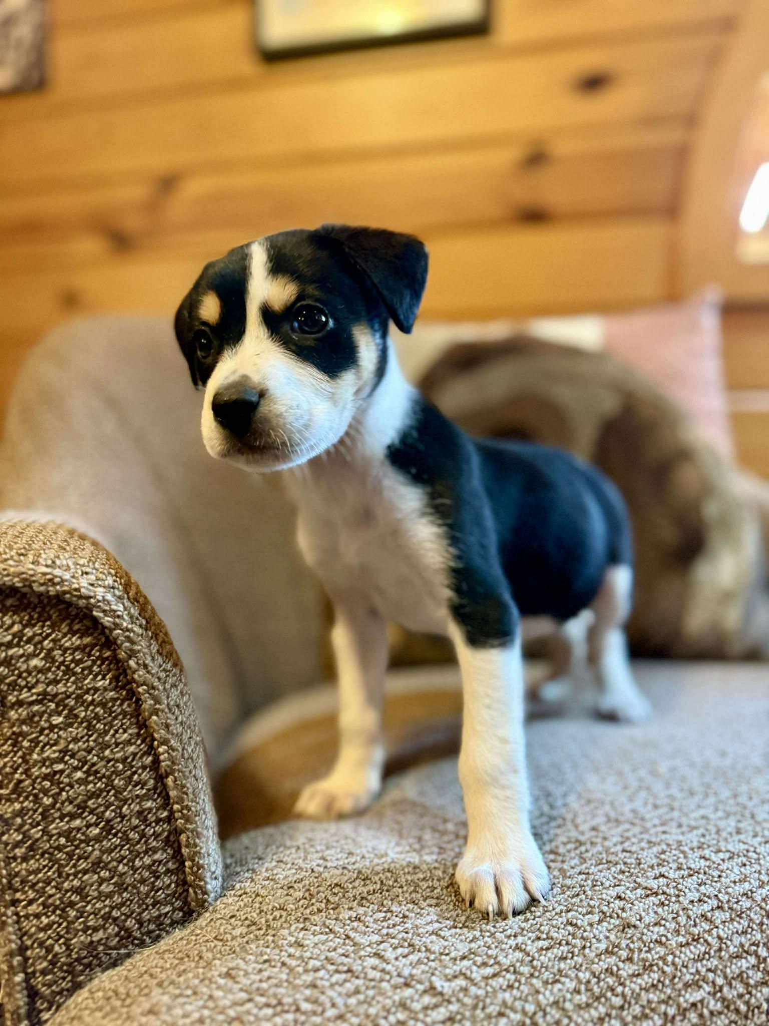 Enlarge Tina, an adopted mixed breed in Smithfield, RI image 3/5