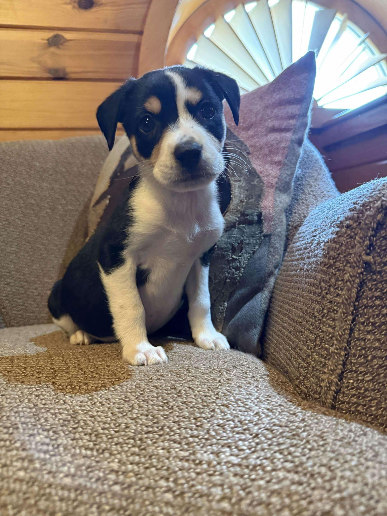 Tina, adopted, Puppy Female Terrier.