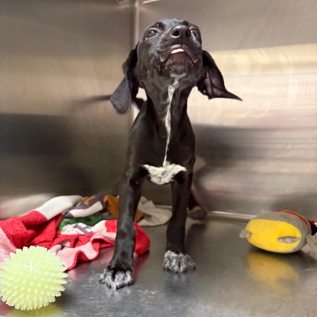 Drew 22107 — thumbnail 2