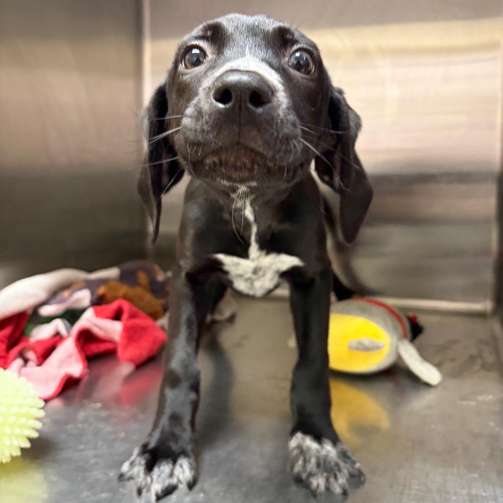 Drew 22107 — thumbnail 3