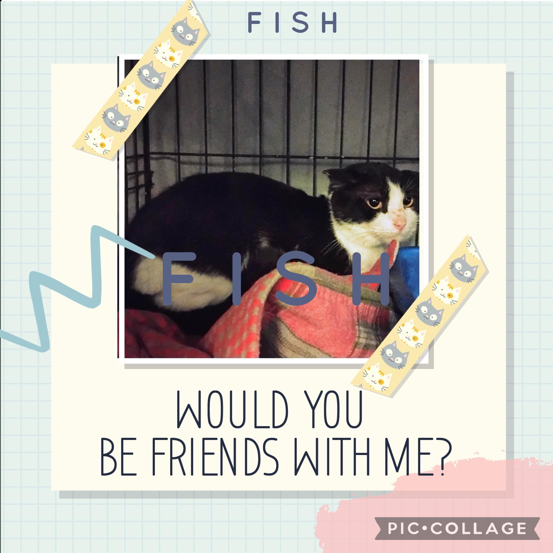 Fish, adoptable, Adult Male Domestic Short Hair.
