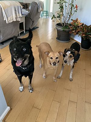 Petunia AKA Penny, a Adopted Hound in Wilmington, NC image 1/10