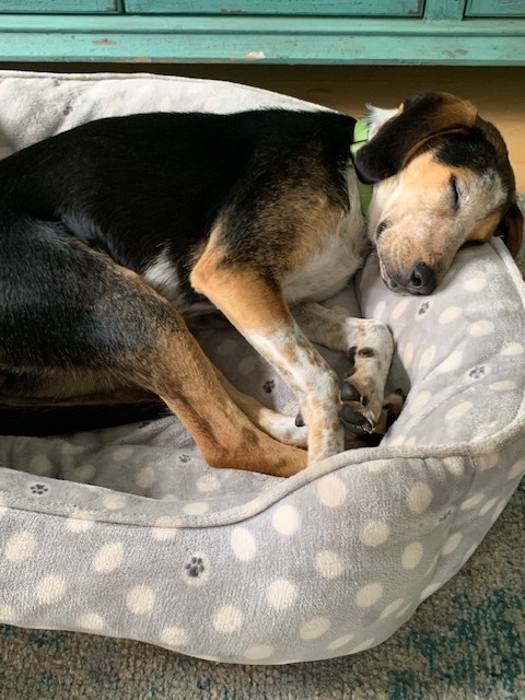 Petunia AKA Penny, a Adopted Hound in Wilmington, NC image 2/10