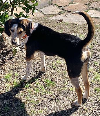 Petunia AKA Penny, a Adopted Hound in Wilmington, NC image 3/10