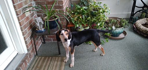 Petunia AKA Penny, a Adopted Hound in Wilmington, NC image 4/10