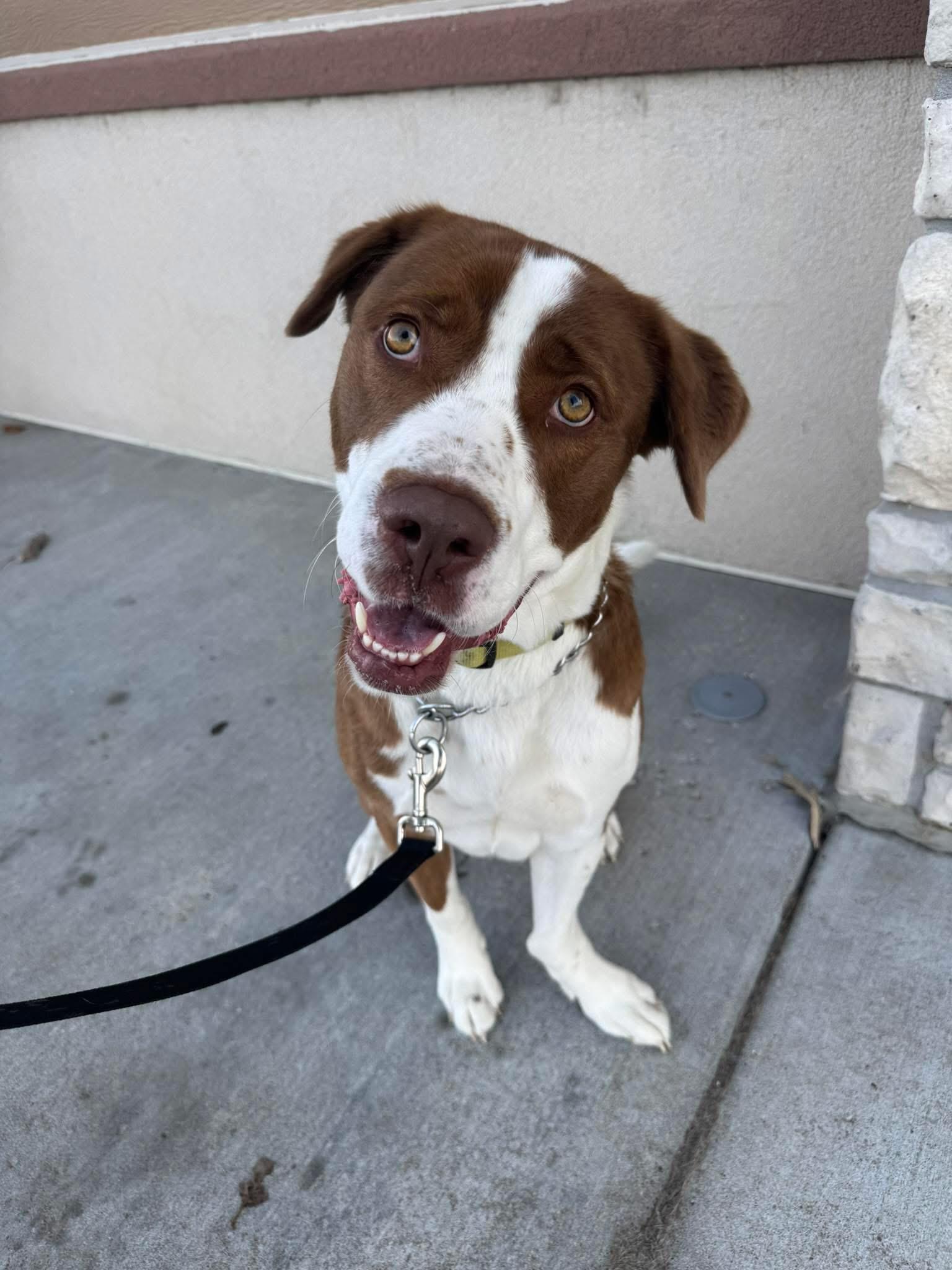 Oliver, adoptable, Young Male Border Collie.