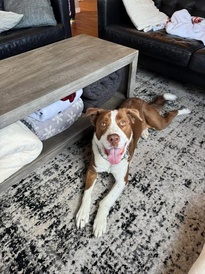 Enlarge Oliver, an adoptable mixed breed in Manhattan, KS image 3/6