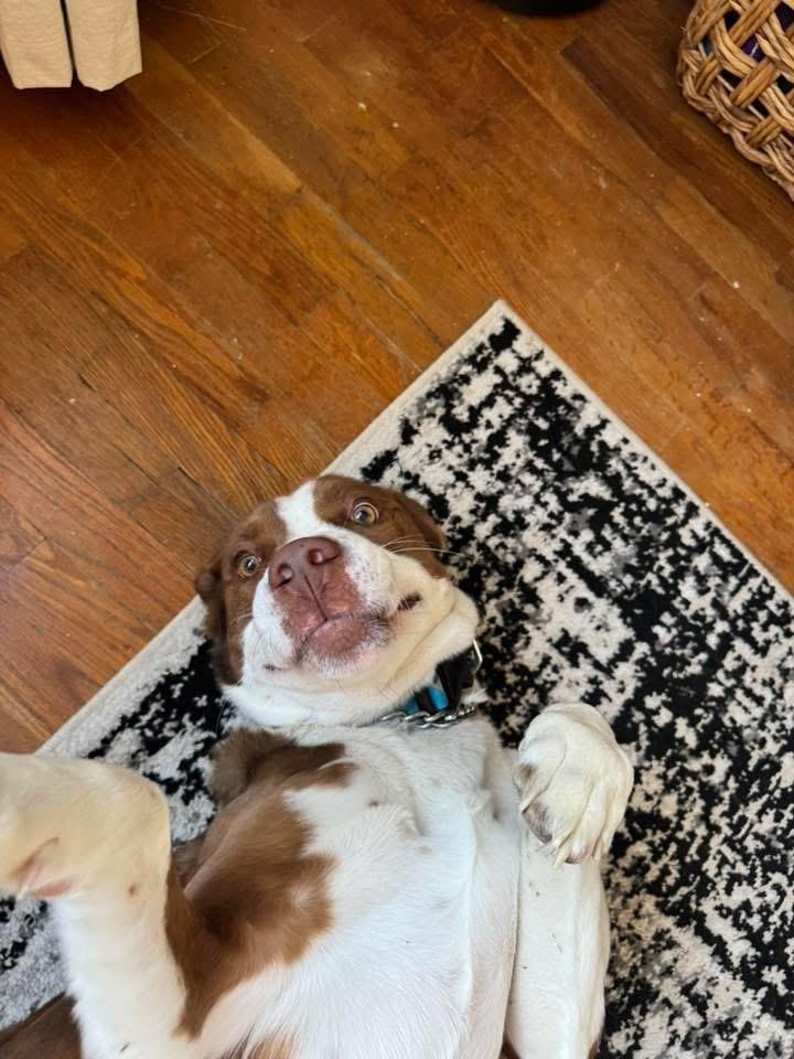 Enlarge Oliver, an adoptable mixed breed in Manhattan, KS image 2/6