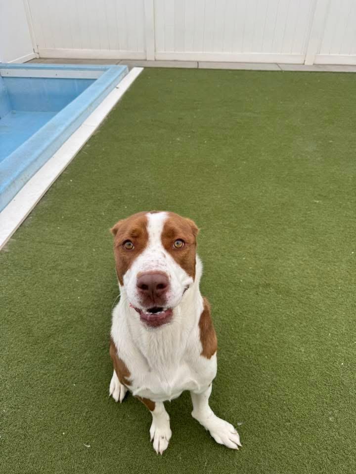 Enlarge Oliver, an adoptable mixed breed in Manhattan, KS image 5/6