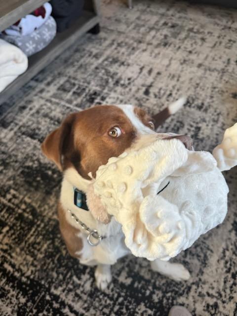 Enlarge Oliver, an adoptable mixed breed in Manhattan, KS image 6/6