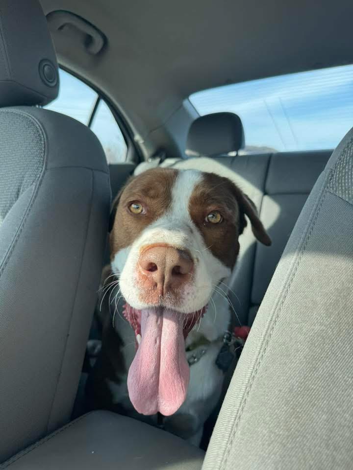 Enlarge Oliver, an adoptable mixed breed in Manhattan, KS image 4/6