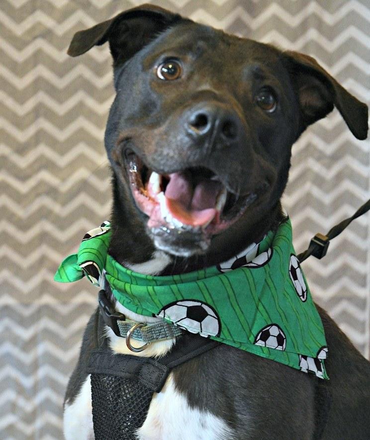 Enlarge Junior, a Adoptable mixed breed in Marietta, GA image 1/5