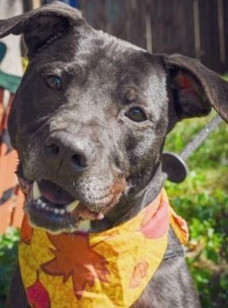 Enlarge Junior, a Adoptable mixed breed in Marietta, GA image 5/5